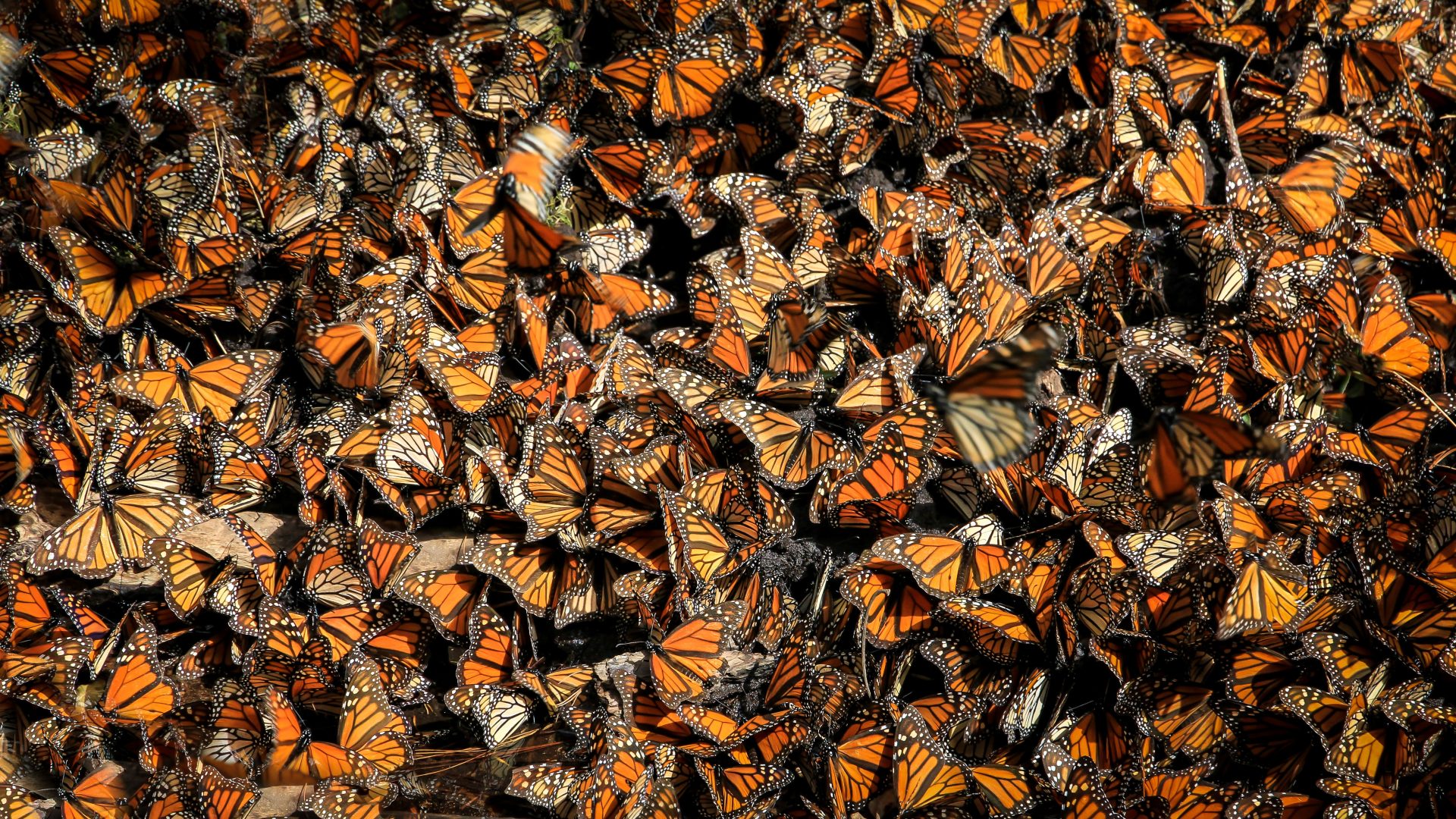 Intersectional Environmentalist co-founder Diandra Marizet Esparza on identity and the magic of Monarch butterflies 
