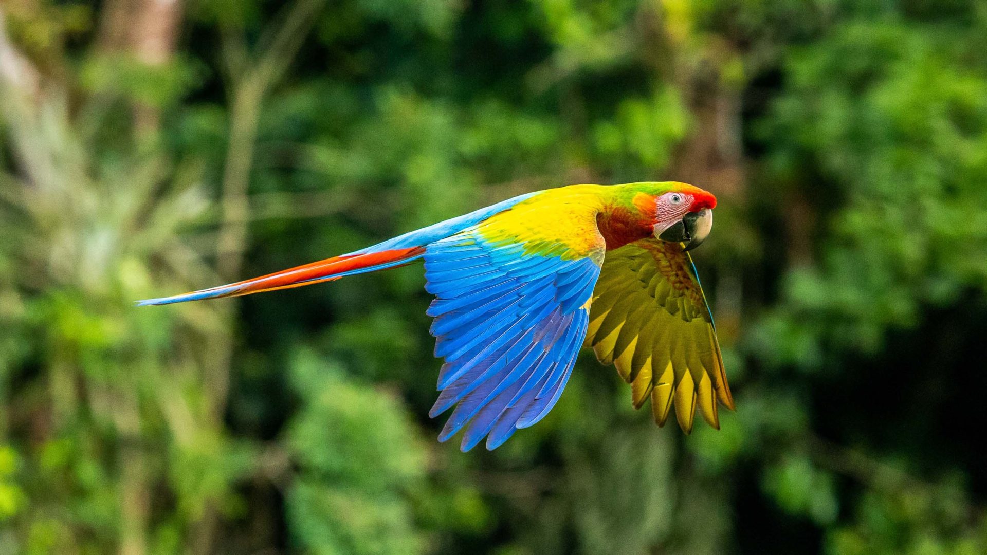 Protecting biodiversity—and making it accessible—has paid off for Costa Rica